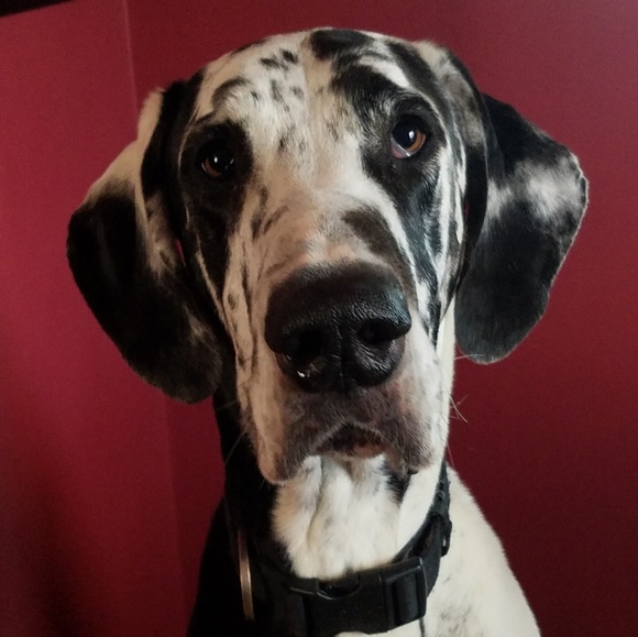 Meet your Posher, Meghan - Picture 1 of 1